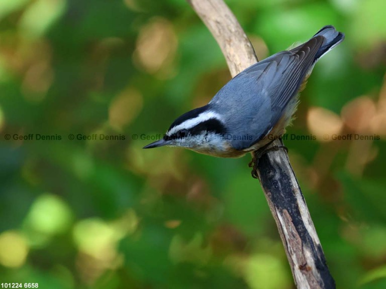 RBNU-BU_Red-breasted-Nuthatch