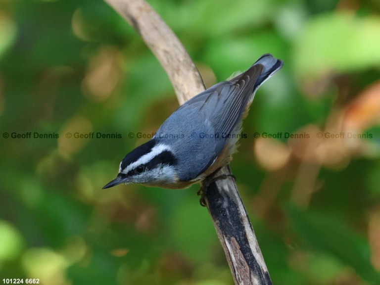 RBNU-BV_Red-breasted-Nuthatch