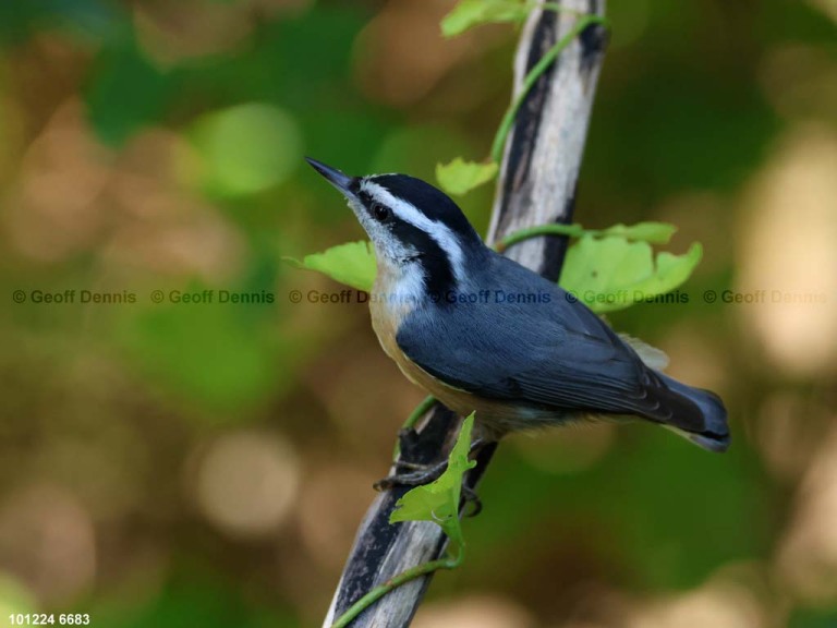 RBNU-BW_Red-breasted-Nuthatch