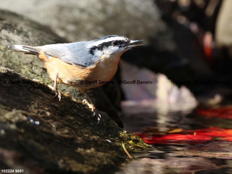 RBNU-BX_Red-breasted-Nuthatch