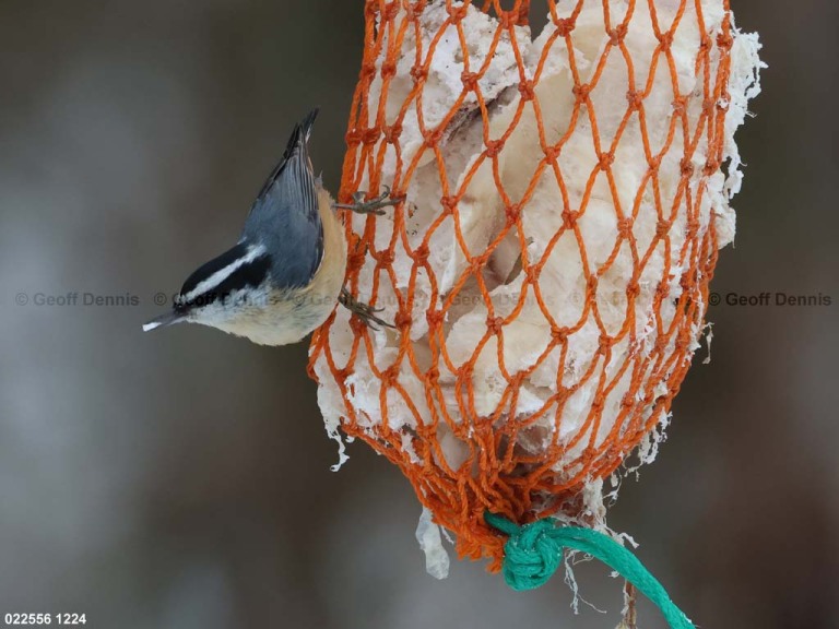 RBNU-BY_Red-breasted-Nuthatch