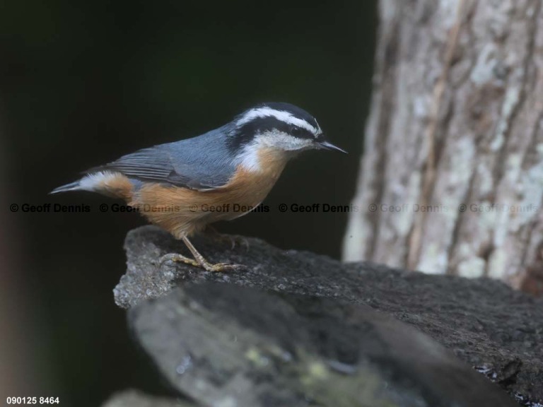 RBNU-BZ_Red-breasted-Nuthatch
