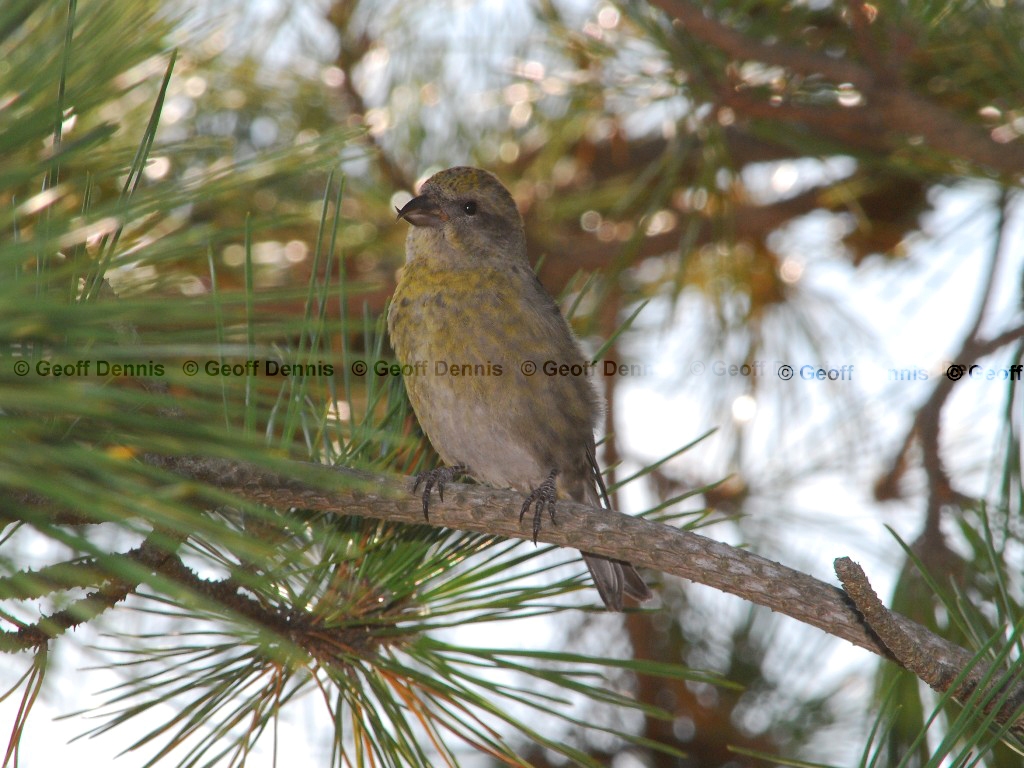 RECR-AA_Red-Crossbill