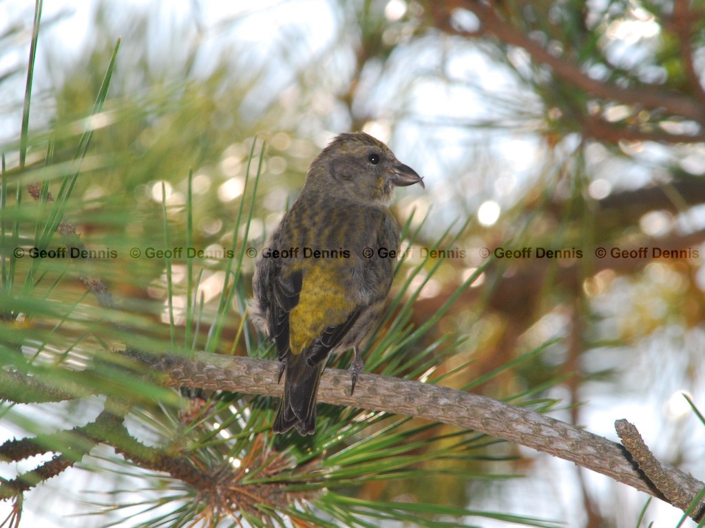 RECR-AB_Red-Crossbill