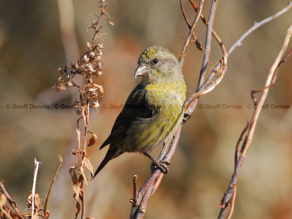 RECR-AC_Red-Crossbill