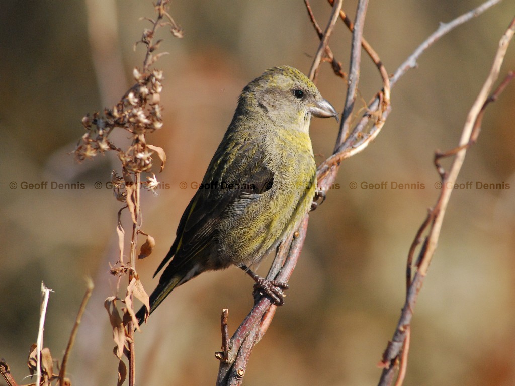 RECR-AD_Red-Crossbill