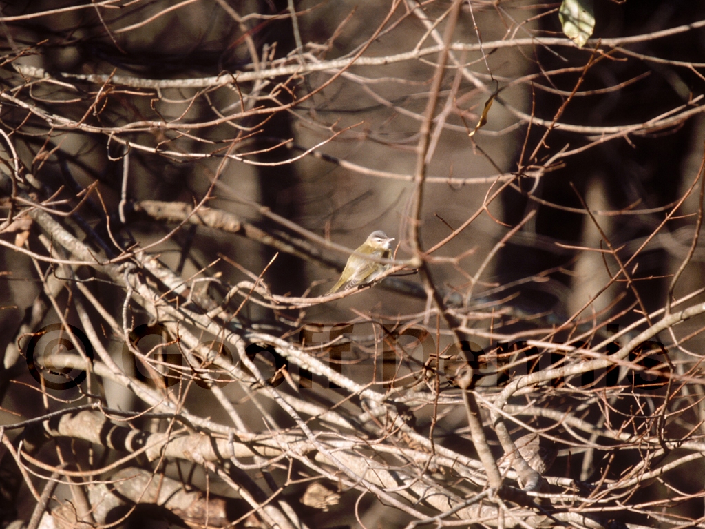 REVI-AA_Red-eyed-Vireo