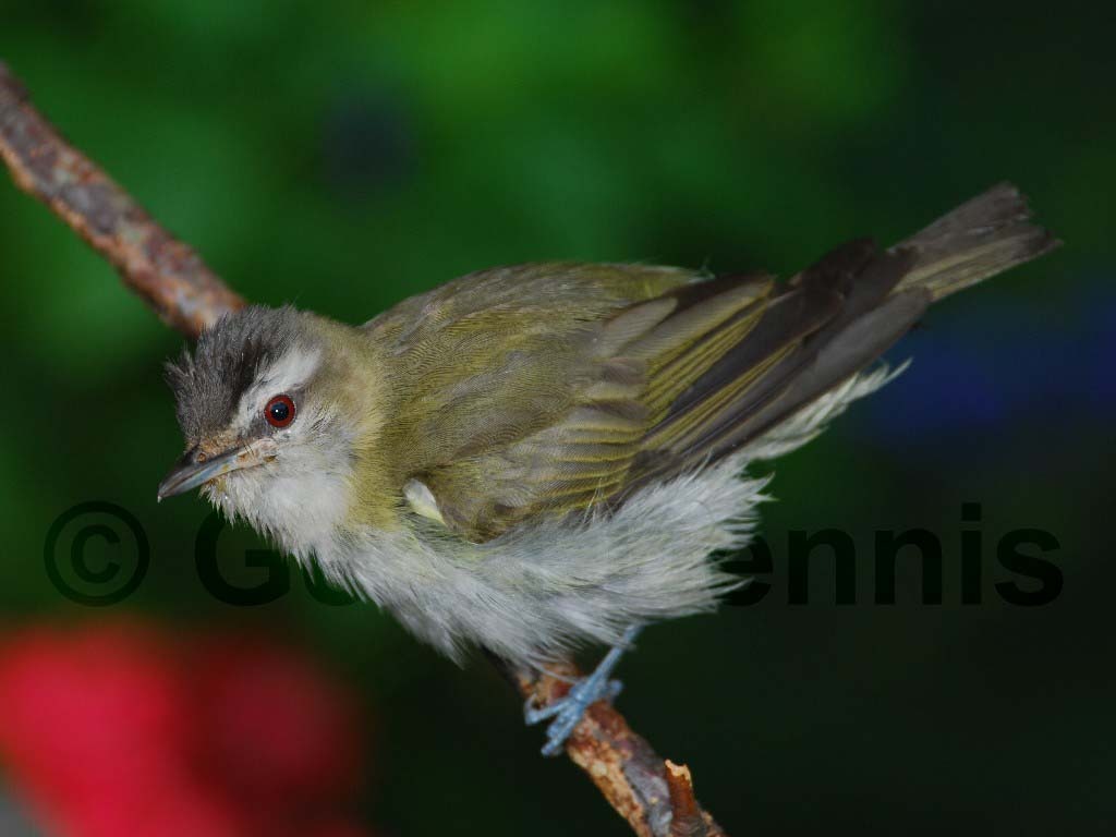 REVI-AB_Red-eyed-Vireo