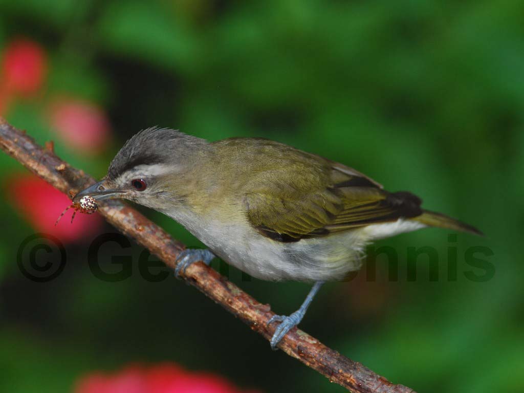 REVI-AC_Red-eyed-Vireo