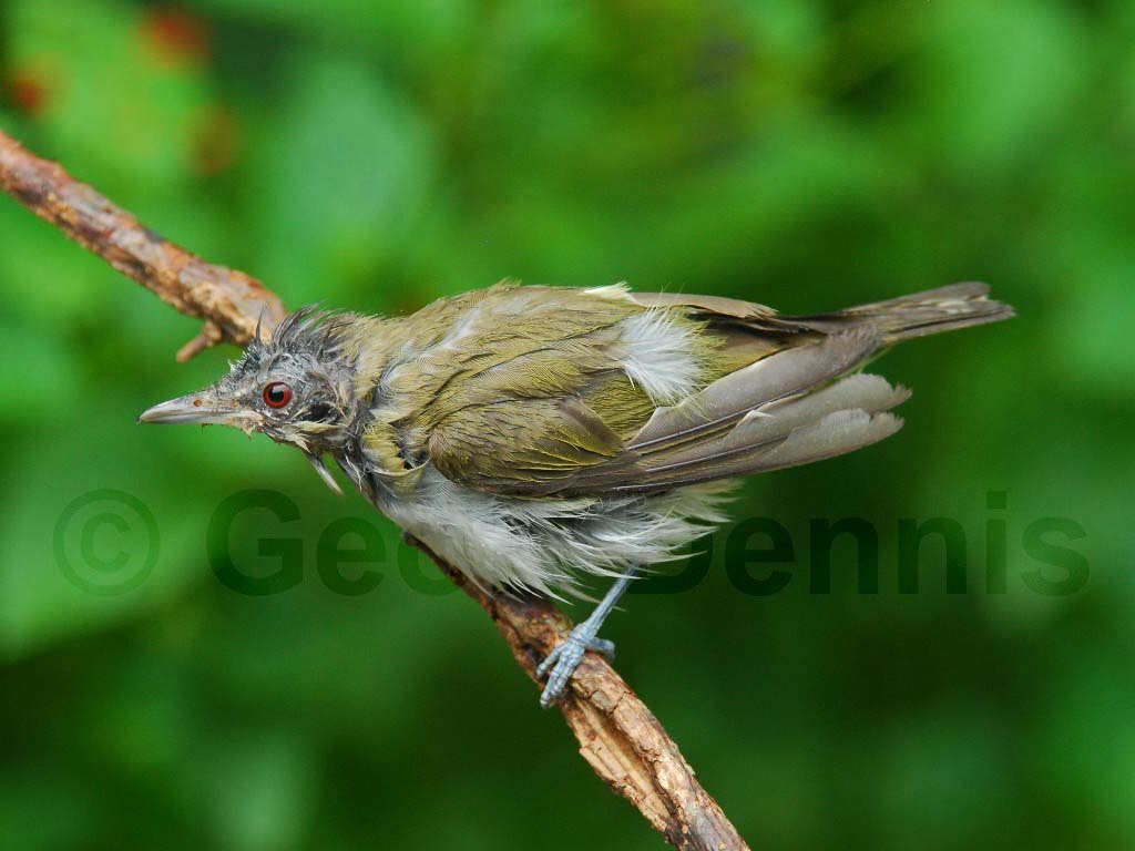 REVI-AD_Red-eyed-Vireo
