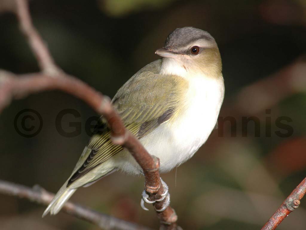 REVI-AE_Red-eyed-Vireo