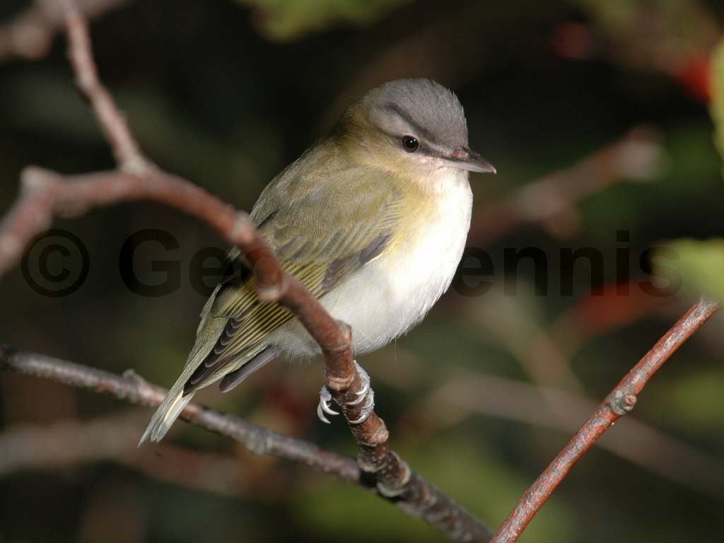 REVI-AF_Red-eyed-Vireo