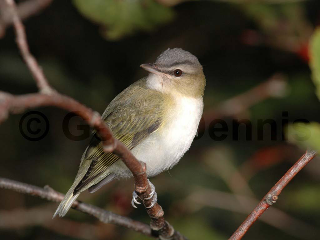 REVI-AG_Red-eyed-Vireo