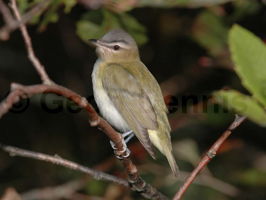 REVI-AH_Red-eyed-Vireo