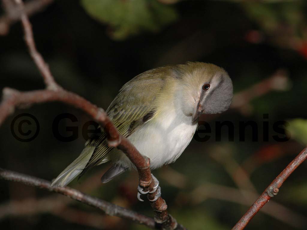 REVI-AI_Red-eyed-Vireo