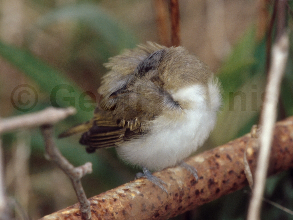 REVI-AJ_Red-eyed-Vireo