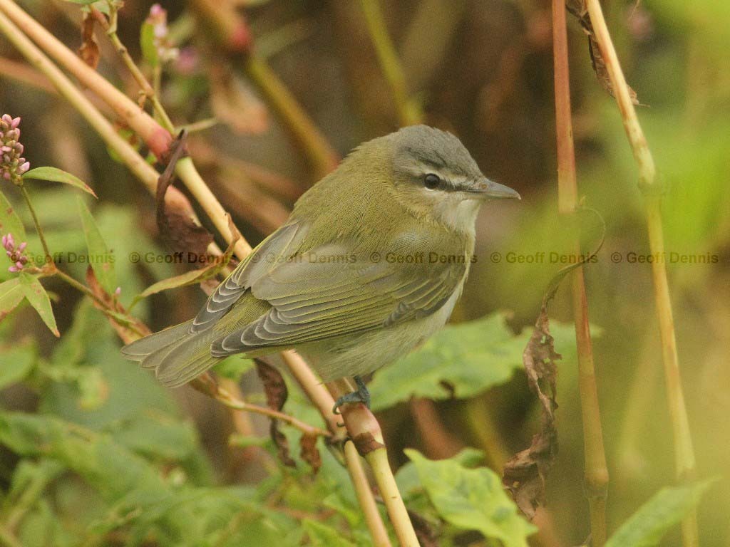 REVI-AK_Red-eyed-Vireo