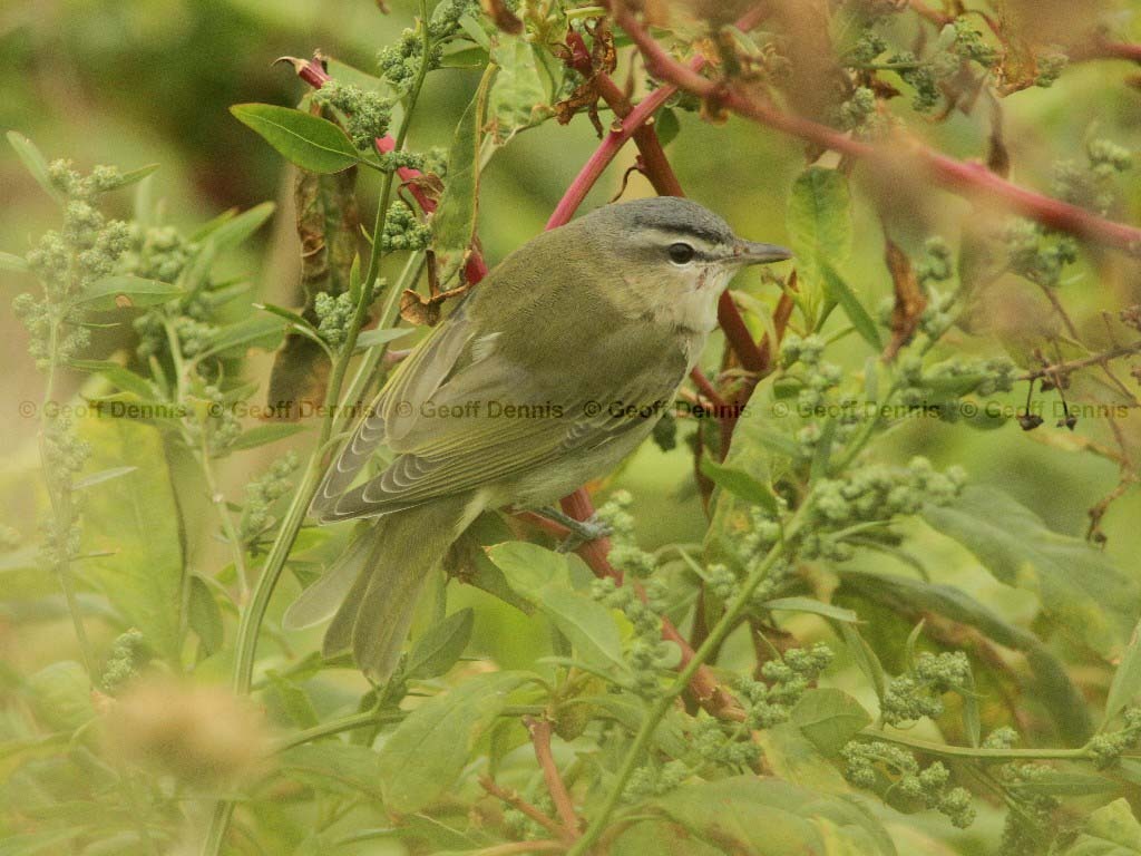 REVI-AL_Red-eyed-Vireo