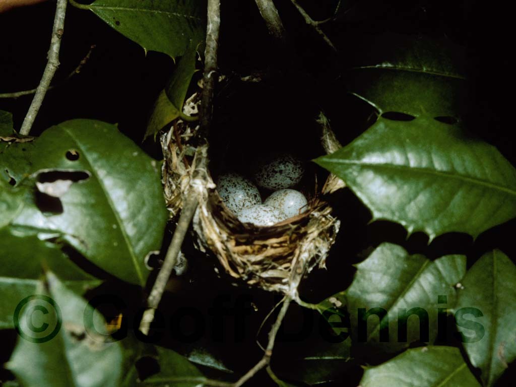 REVI-AN_Red-eyed-Vireo
