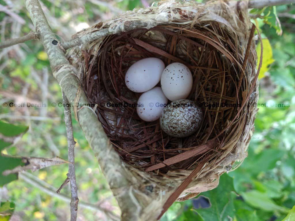 REVI-AO_Red-eyed-Vireo