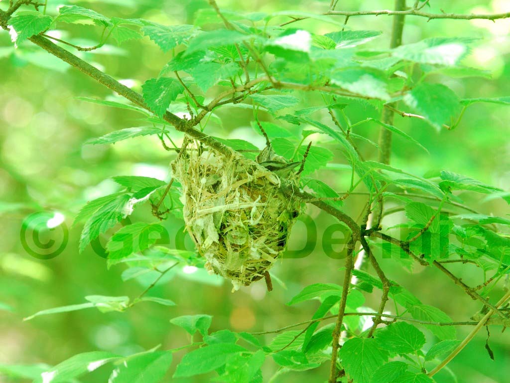 REVI-AP_Red-eyed-Vireo