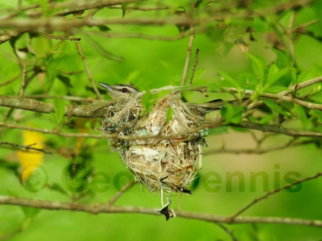 REVI-AQ_Red-eyed-Vireo