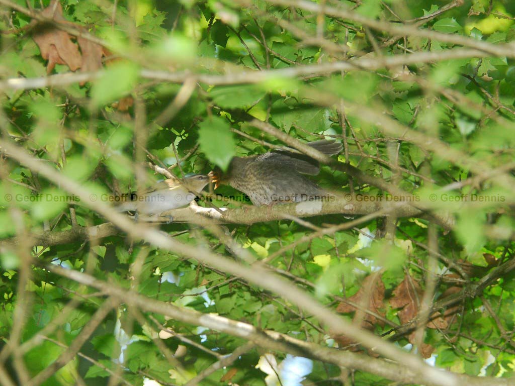 REVI-AR_Red-eyed-Vireo