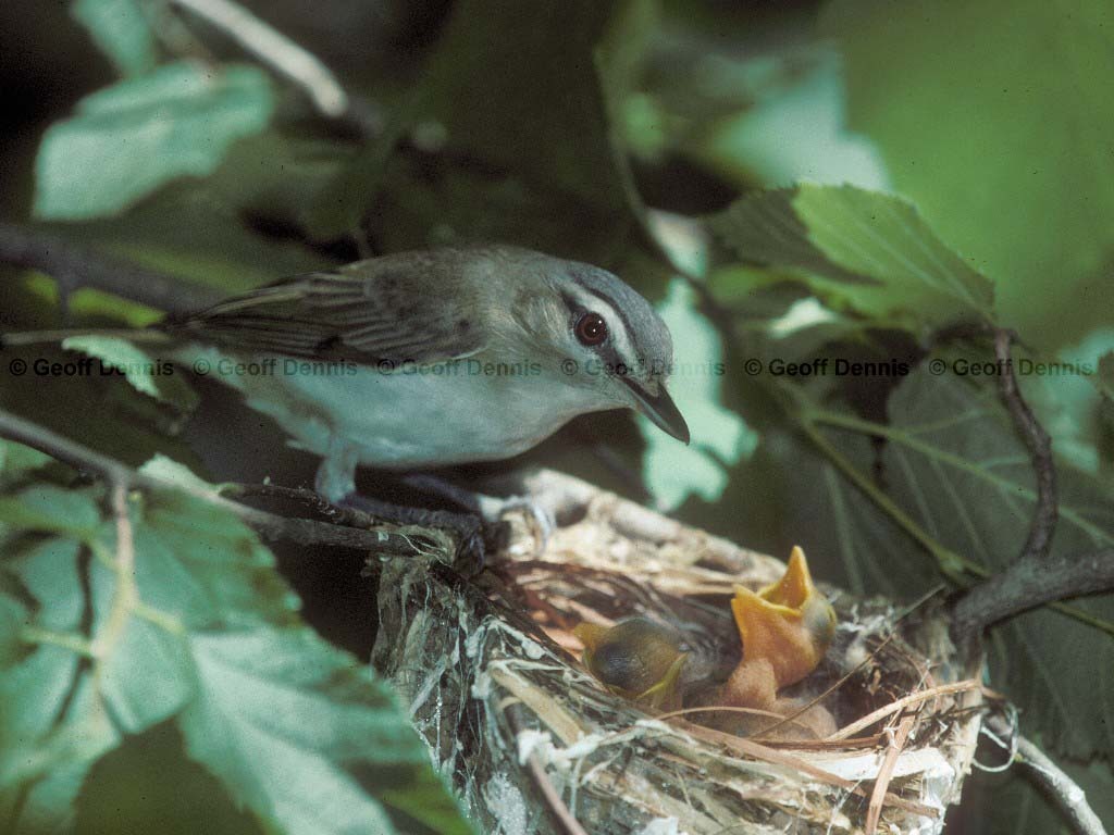 REVI-AS_Red-eyed-Vireo