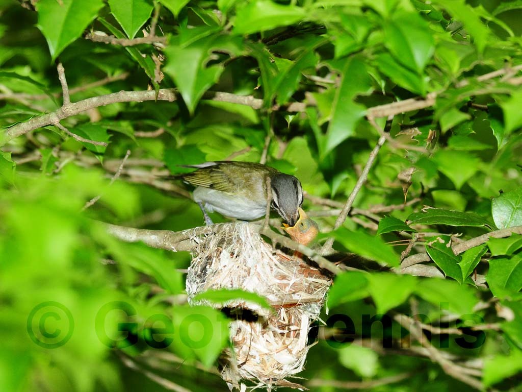 REVI-AT_Red-eyed-Vireo