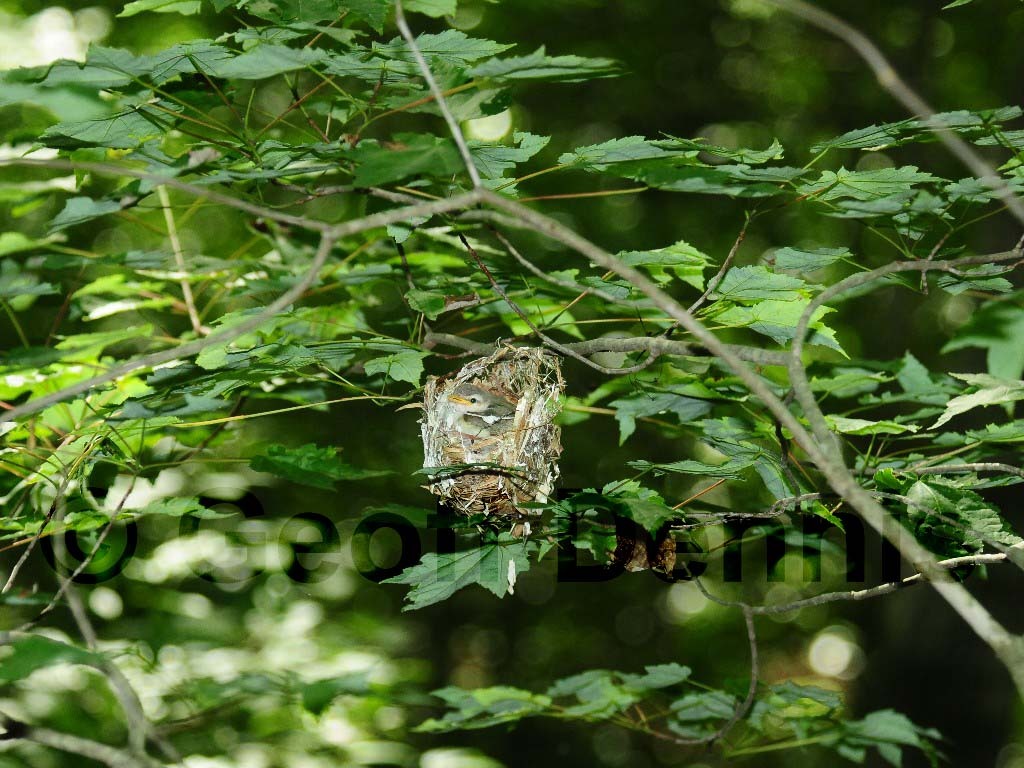 REVI-AU_Red-eyed-Vireo
