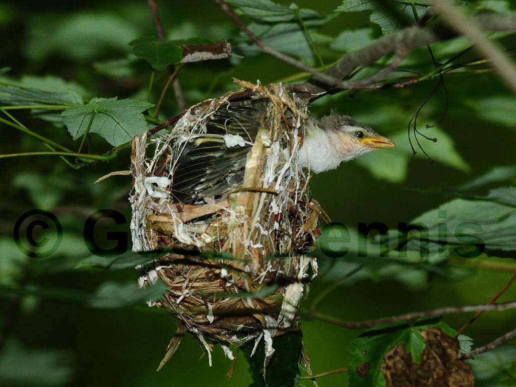 REVI-AV_Red-eyed-Vireo