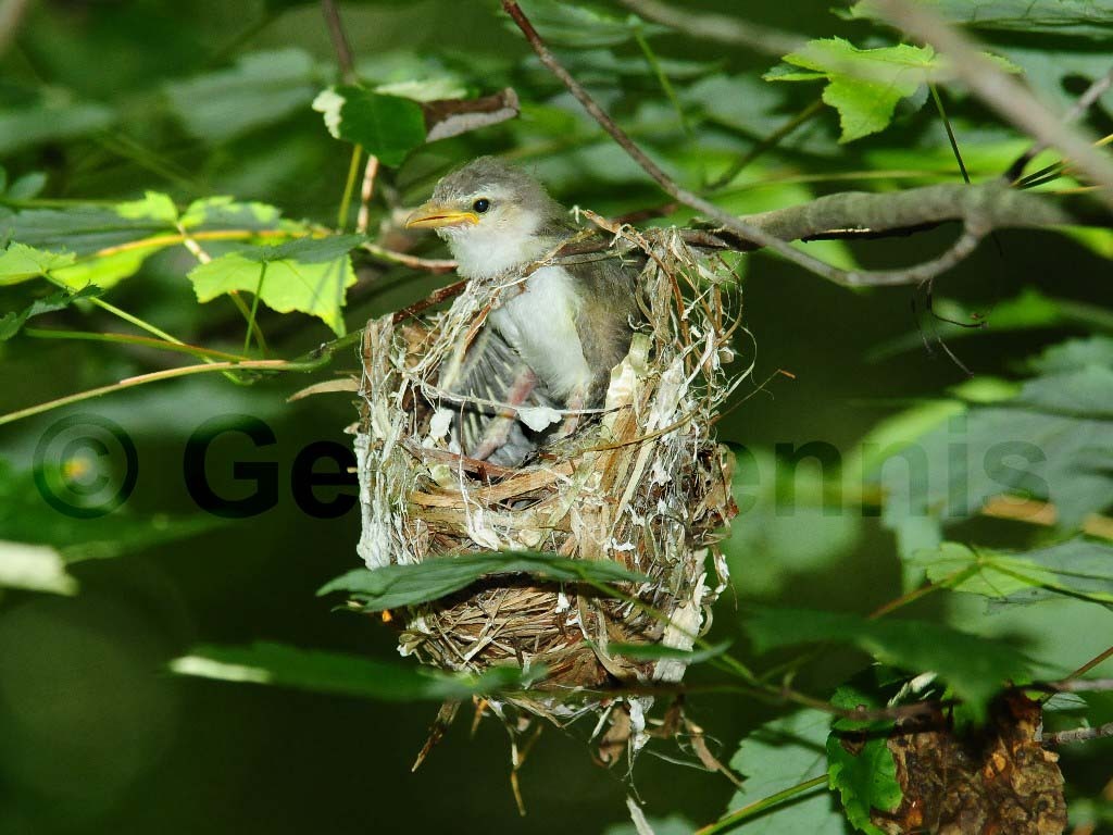 REVI-AW_Red-eyed-Vireo