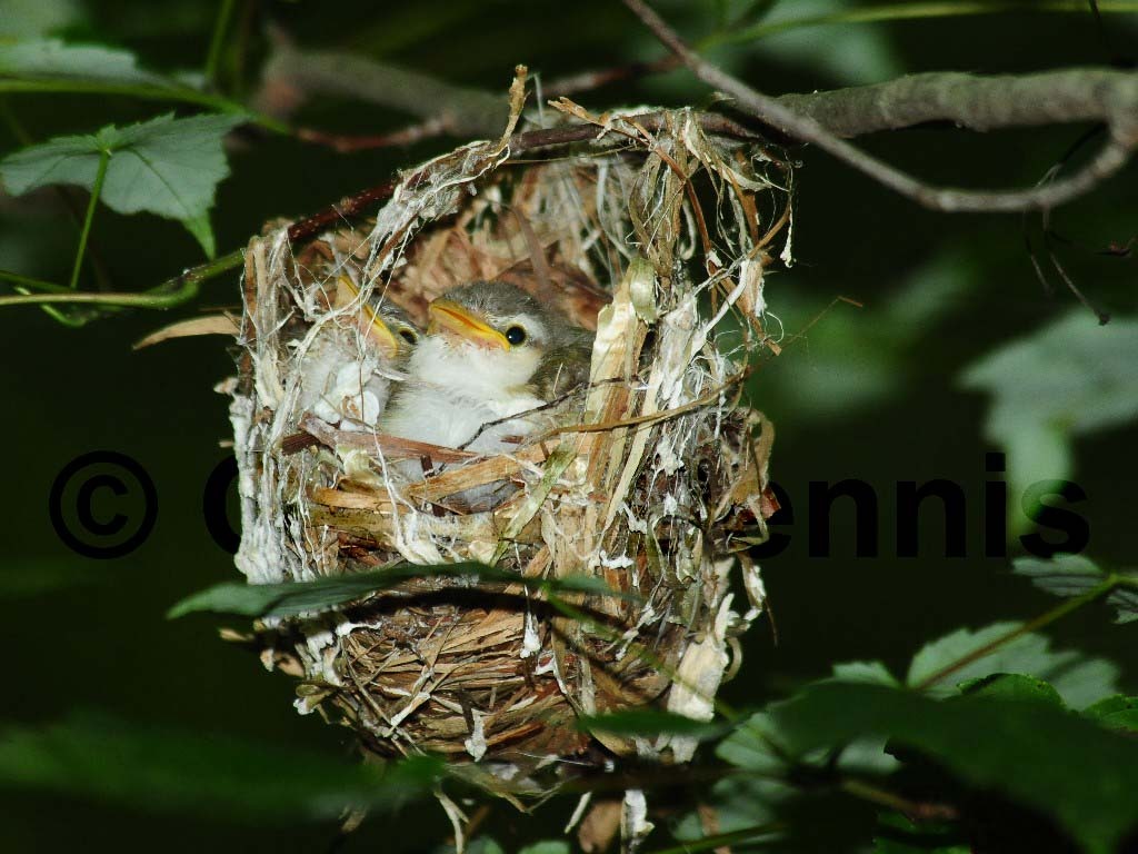 REVI-AX_Red-eyed-Vireo