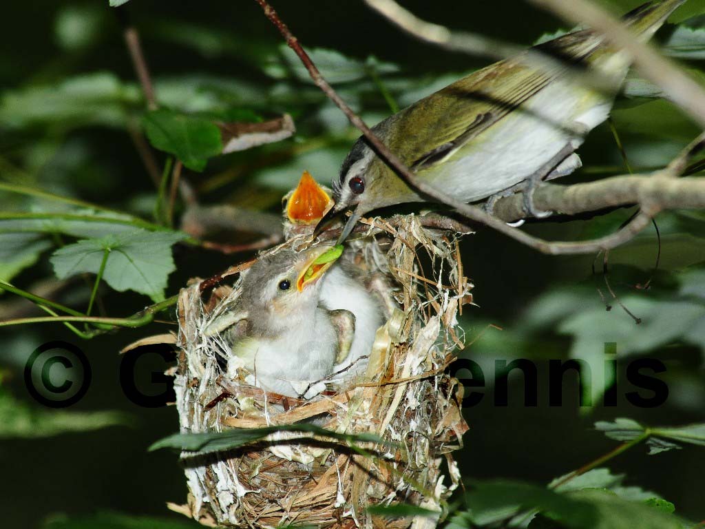 REVI-AY_Red-eyed-Vireo