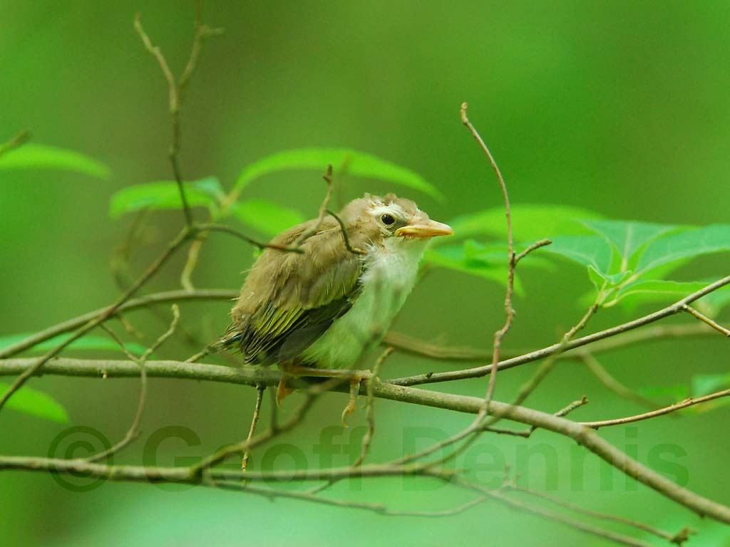 REVI-AZ_Red-eyed-Vireo