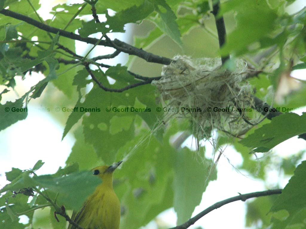 REVI-BA_Red-eyed-Vireo