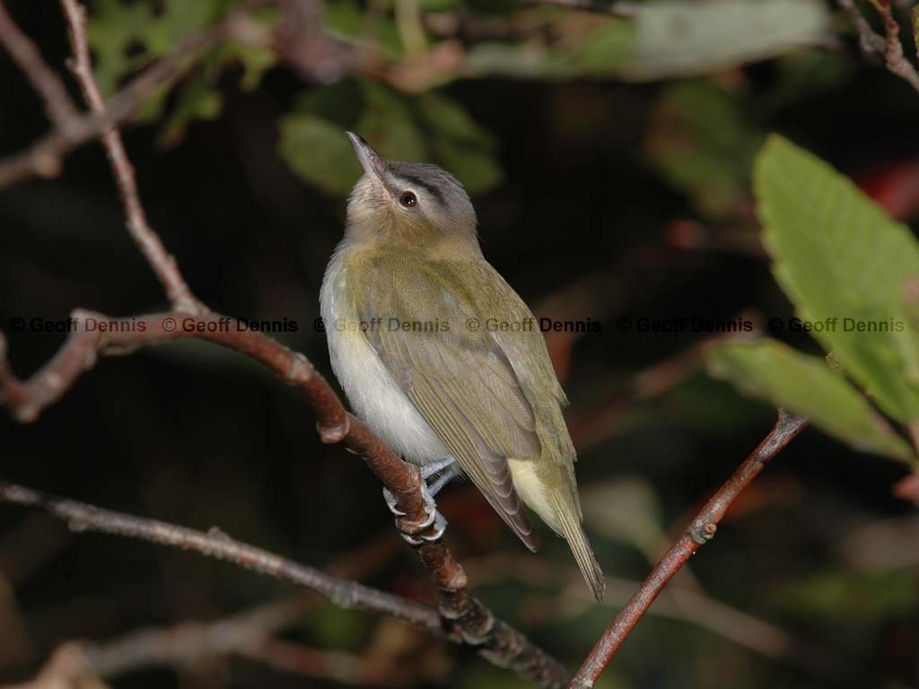 REVI-BB_Red-eyed-Vireo