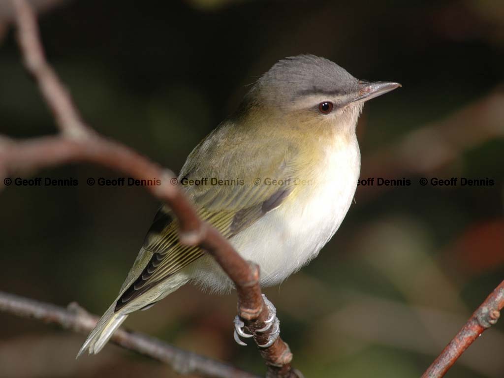 REVI-BC_Red-eyed-Vireo