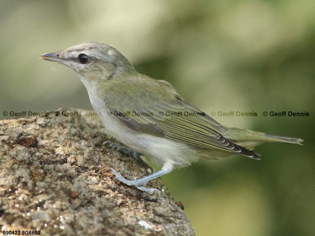 REVI-BD_Red-eyed-Vireo