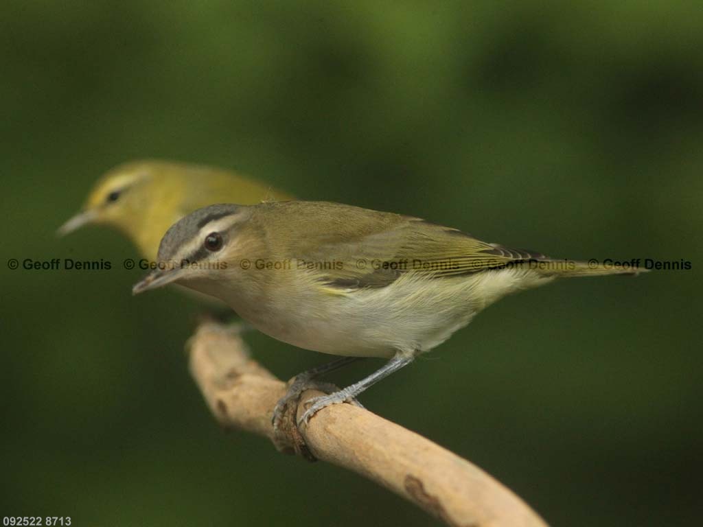 REVI-BE_Red-eyed-Vireo