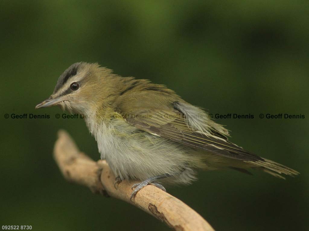 REVI-BF_Red-eyed-Vireo