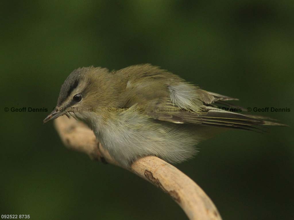 REVI-BG_Red-eyed-Vireo