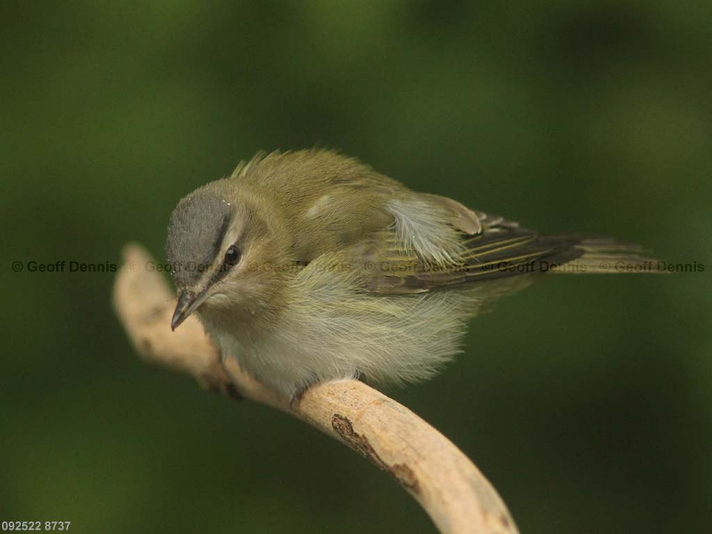 REVI-BH_Red-eyed-Vireo