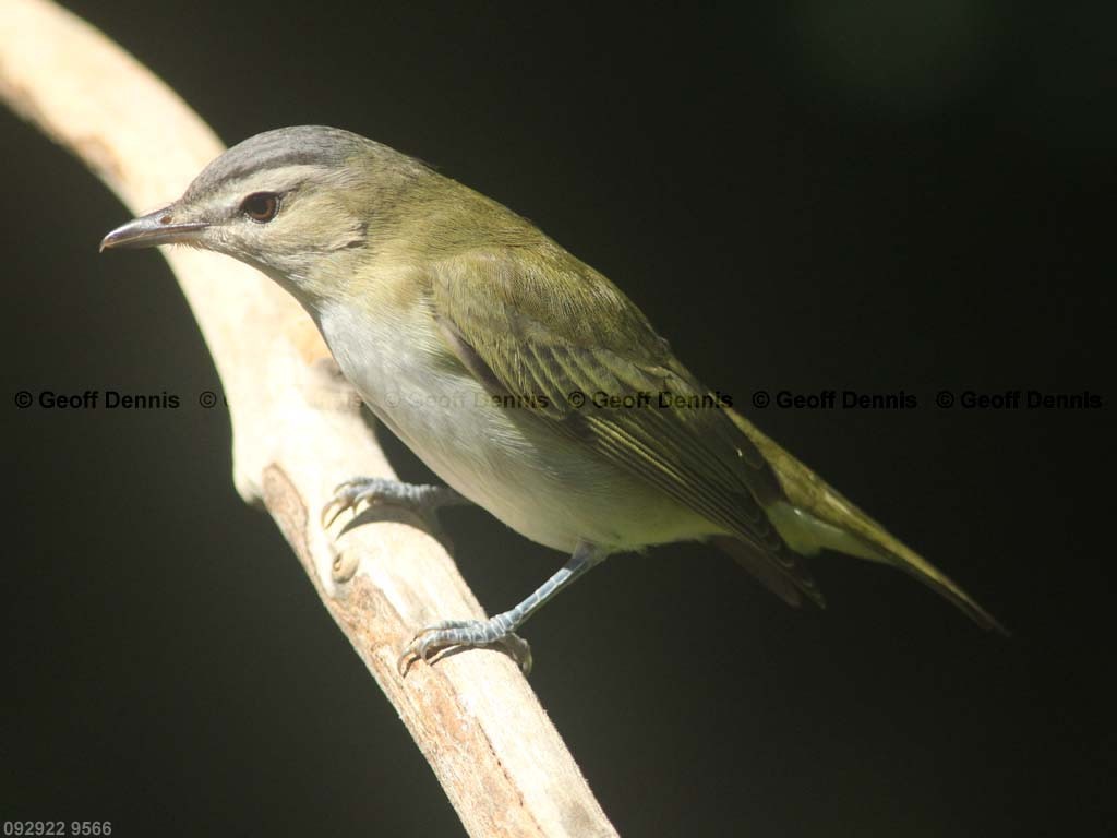 REVI-BI_Red-eyed-Vireo