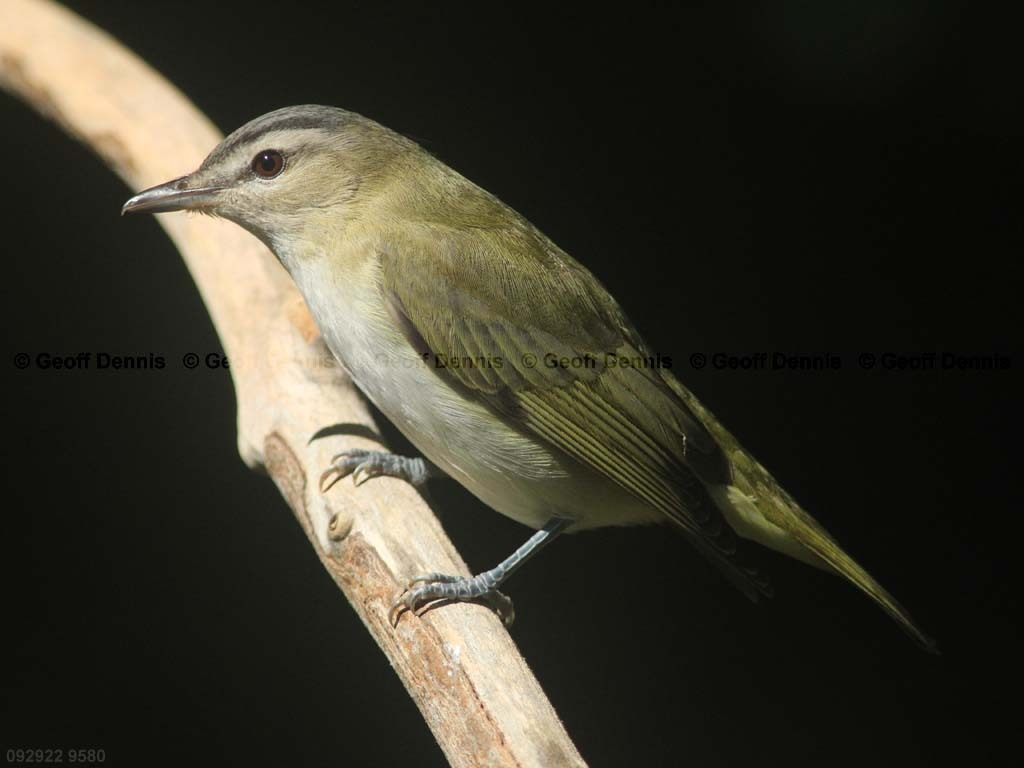 REVI-BJ_Red-eyed-Vireo