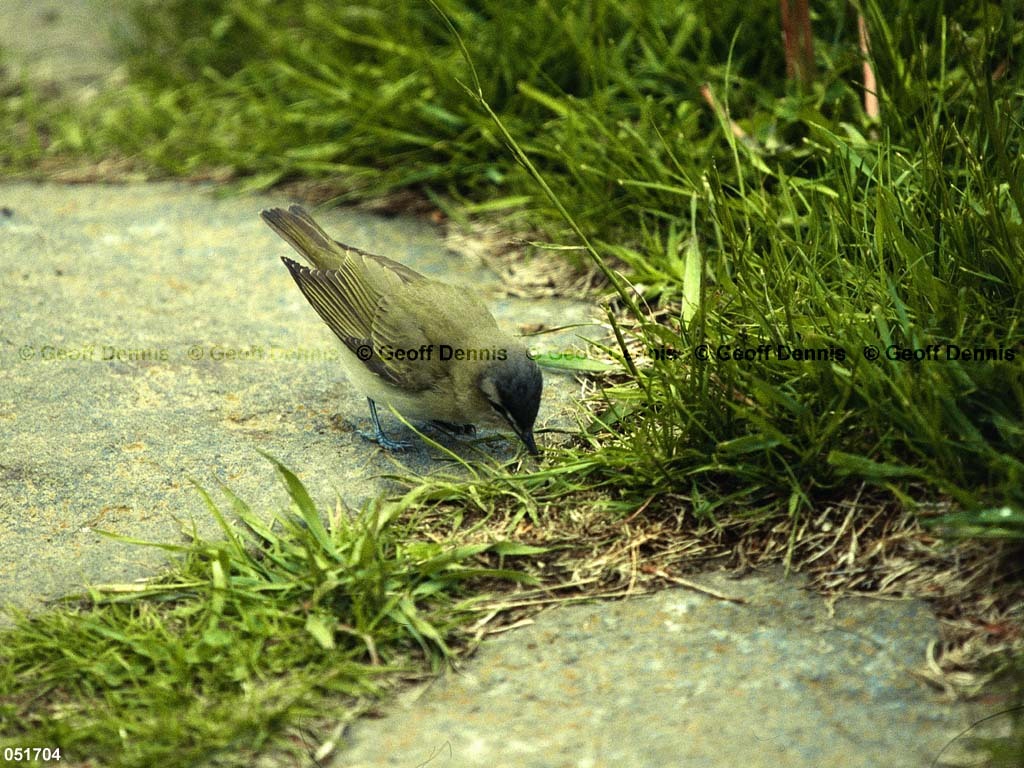 REVI-BL_Red-eyed-Vireo