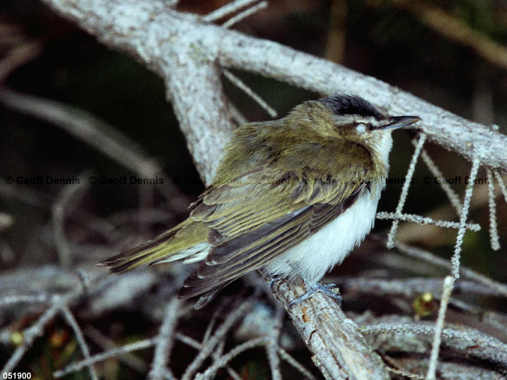 REVI-BM_Red-eyed-Vireo