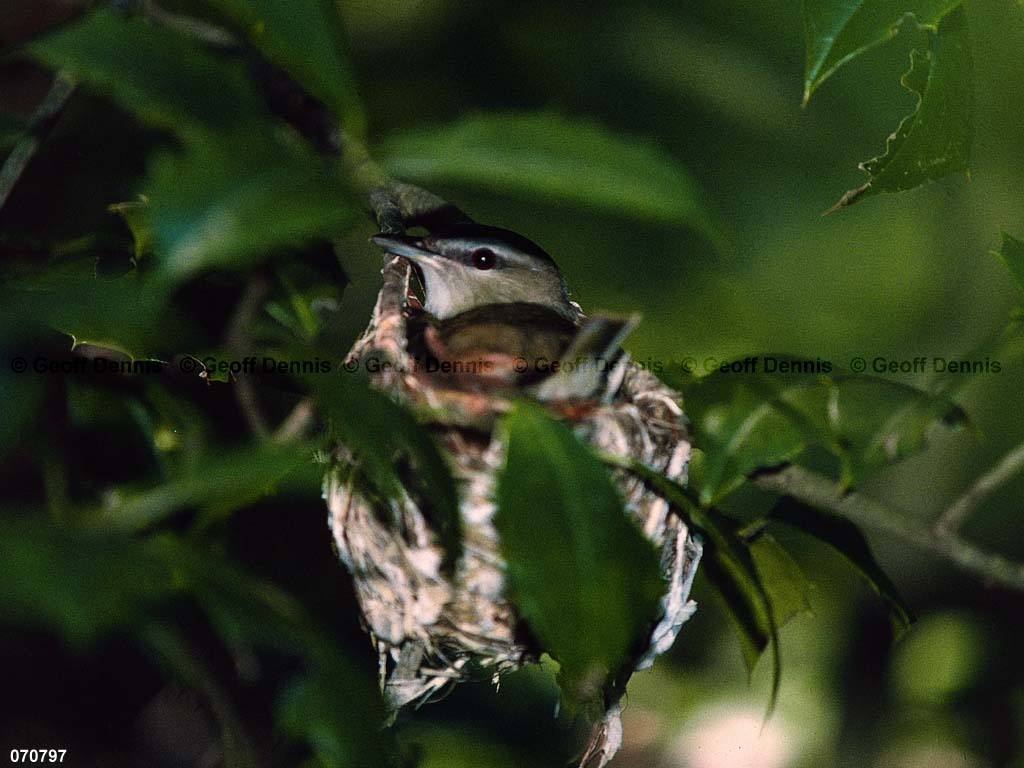 REVI-BN_Red-eyed-Vireo