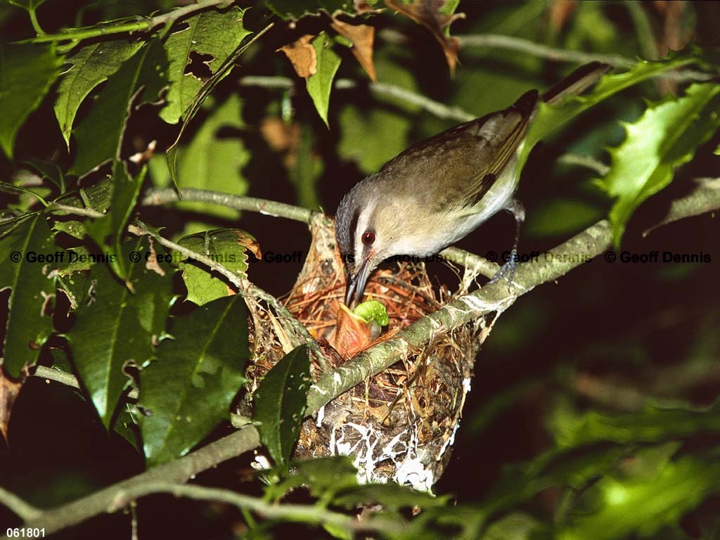 REVI-BO_Red-eyed-Vireo