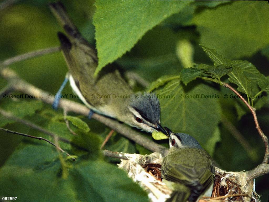 REVI-BP_Red-eyed-Vireo